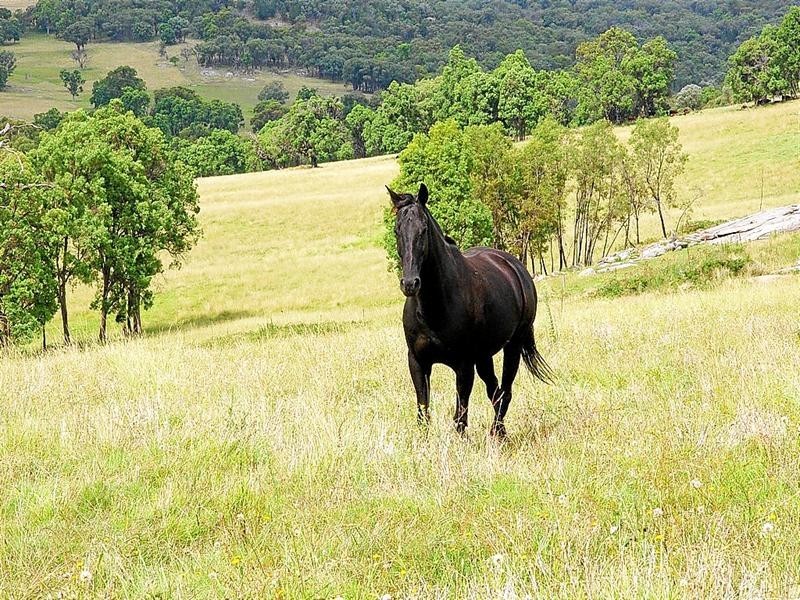 Yangarra New England Gully Road, Moonbi NSW 2353