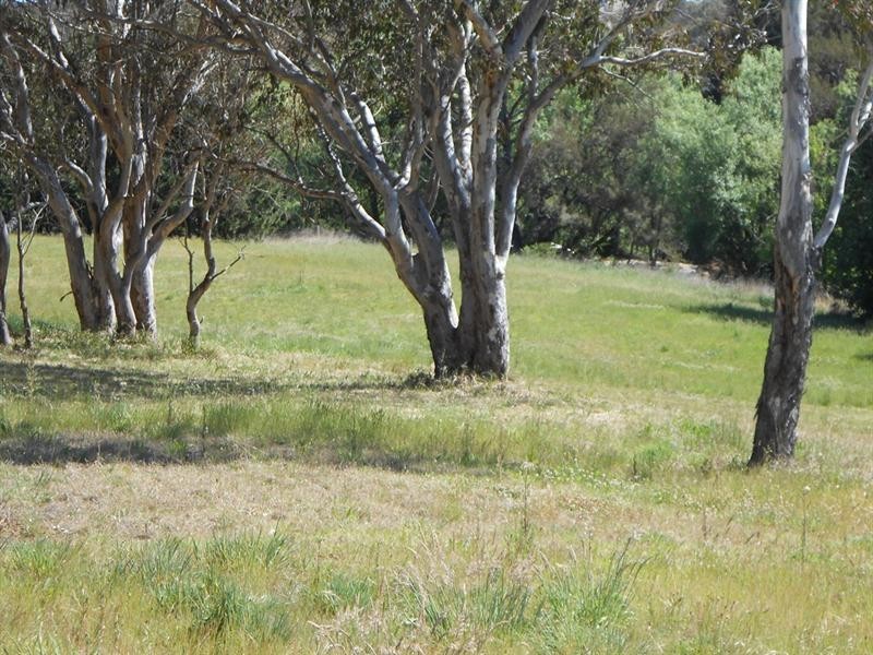 38 Borthwick Street, Woolbrook NSW 2354