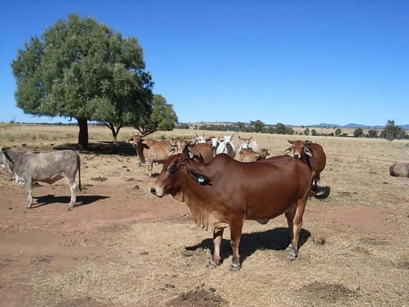 Lot 1 Bective Reserve Road, Tamworth NSW 2340