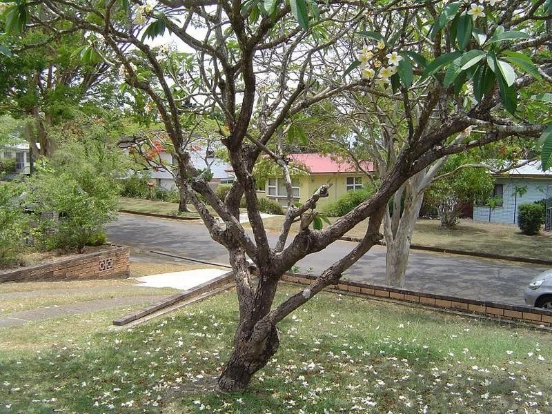 19 Whitford Street, Tingalpa QLD 4173