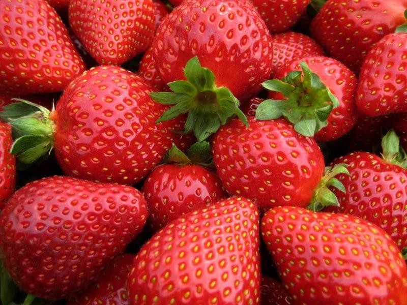 381 Townsend Road, Stanthorpe QLD 4380