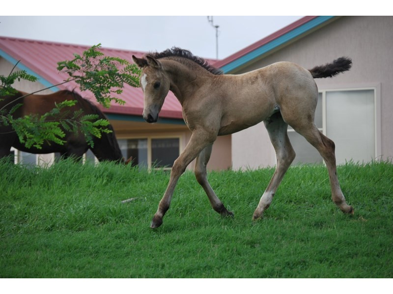 8A Junction Drive, Gowrie Junction QLD 4352