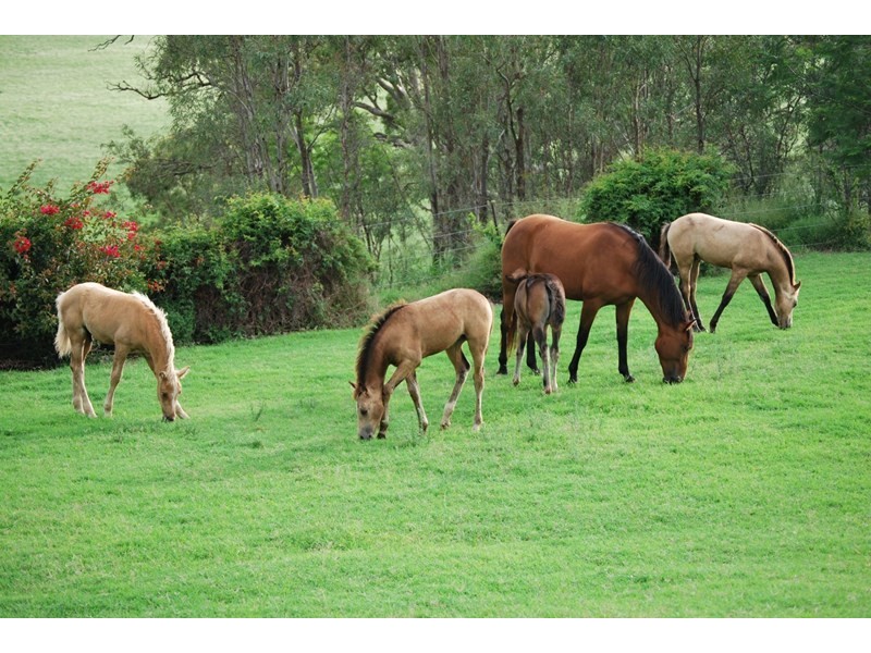 8A Junction Drive, Gowrie Junction QLD 4352