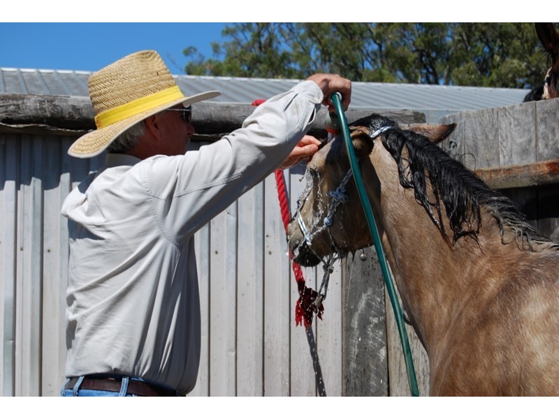 8A Junction Drive, Gowrie Junction QLD 4352