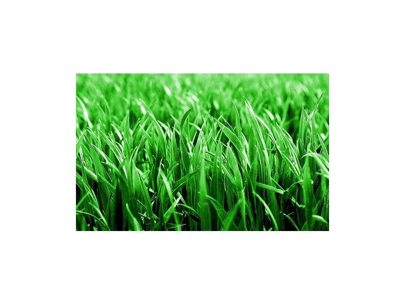 113 Nelson Street, Middle Ridge QLD 4350