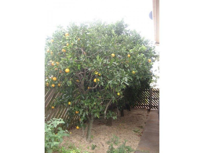 16 Wirreanda Drive, Rangeville QLD 4350