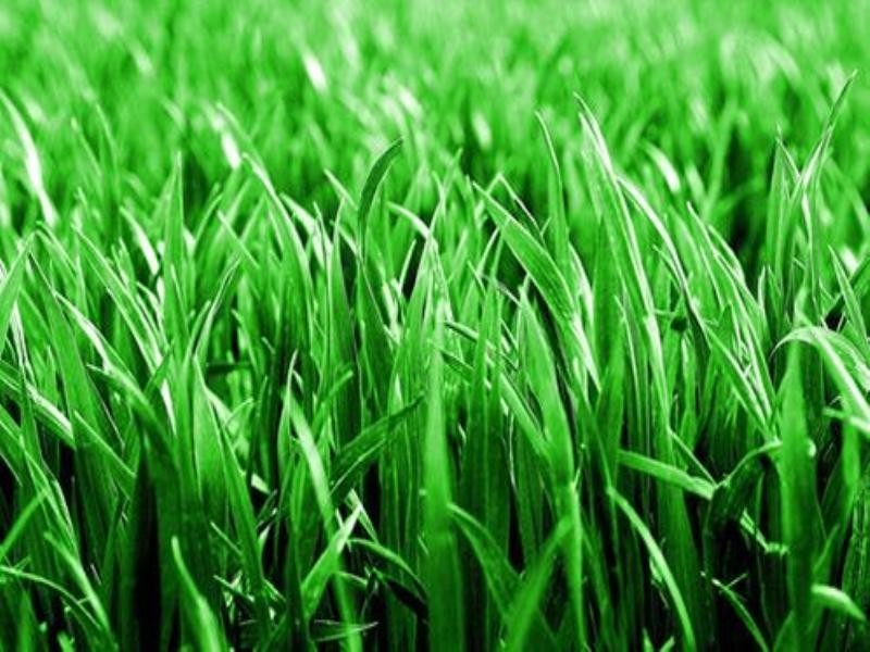 10 Pugh Street, Middle Ridge QLD 4350