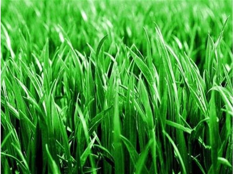 Lot 145 Sommariva Street, Westbrook QLD 4350