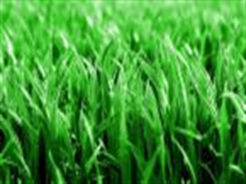 10 Rubie Court, Westbrook QLD 4350