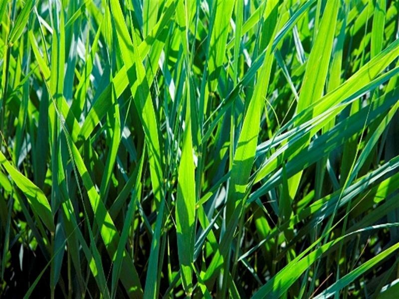 47 Whitman Street, Westbrook QLD 4350