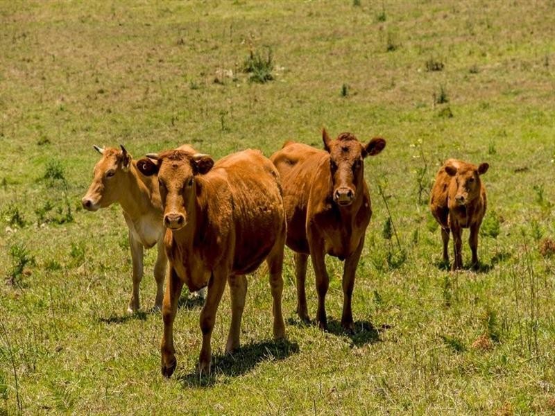 35 Recreation Reserve Road, Highfields QLD 4352