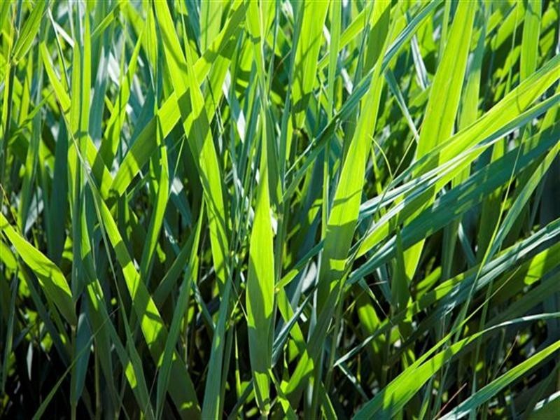 7 Kimdonn Drive, Withcott QLD 4352