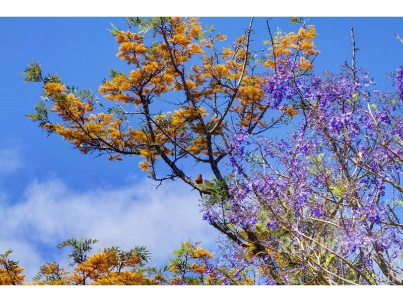 35 Tuloa Street, Wangi Wangi NSW 2267