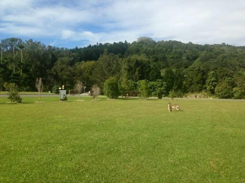 1 Coolamon View, Currumbin Valley QLD 4223