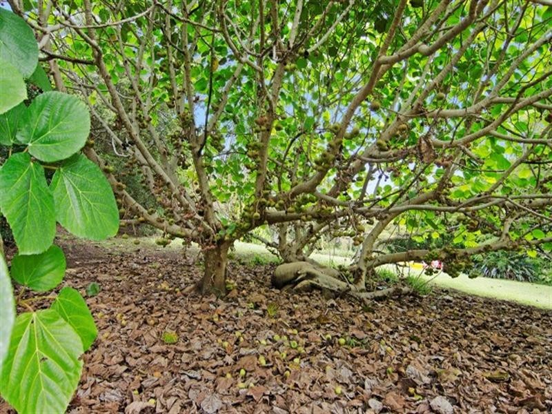 169 Ducats Road, Tallebudgera Valley QLD 4228