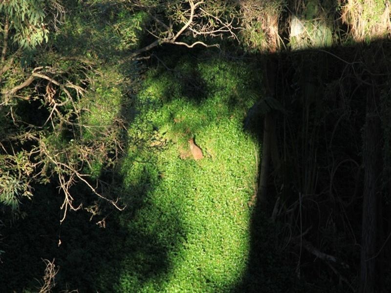 26 Alkira Street, Tugun QLD 4224