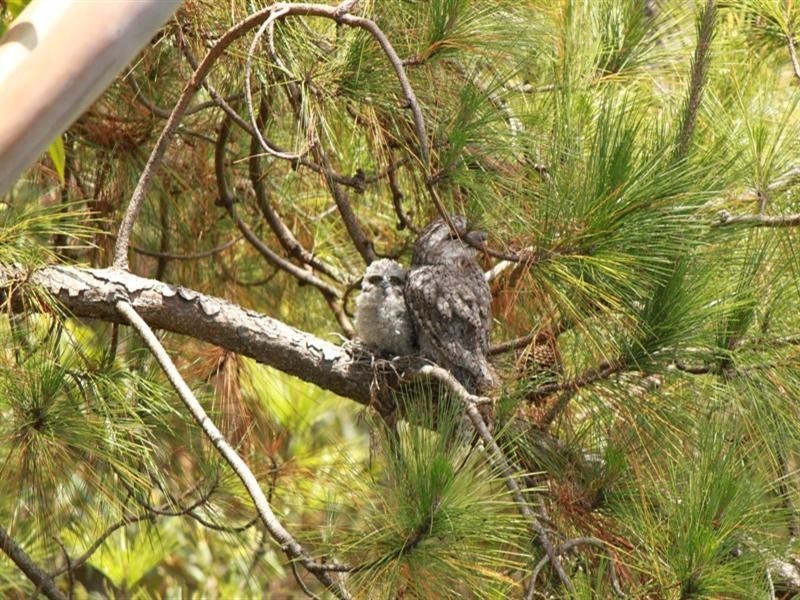 26 Alkira Street, Tugun QLD 4224