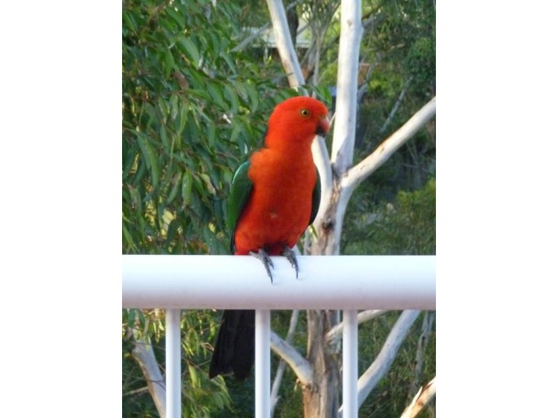 26 Alkira Street, Tugun QLD 4224