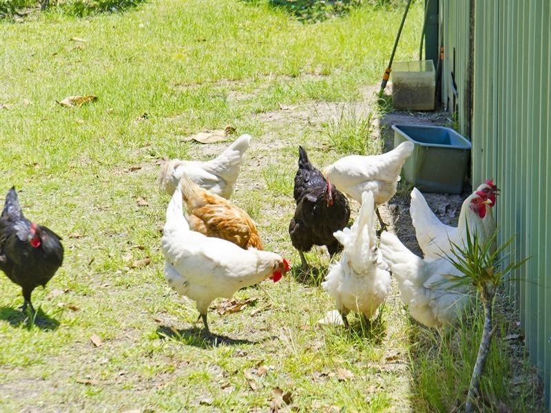 247 Tallebudgera Connection Road, Tallebudgera QLD 4228