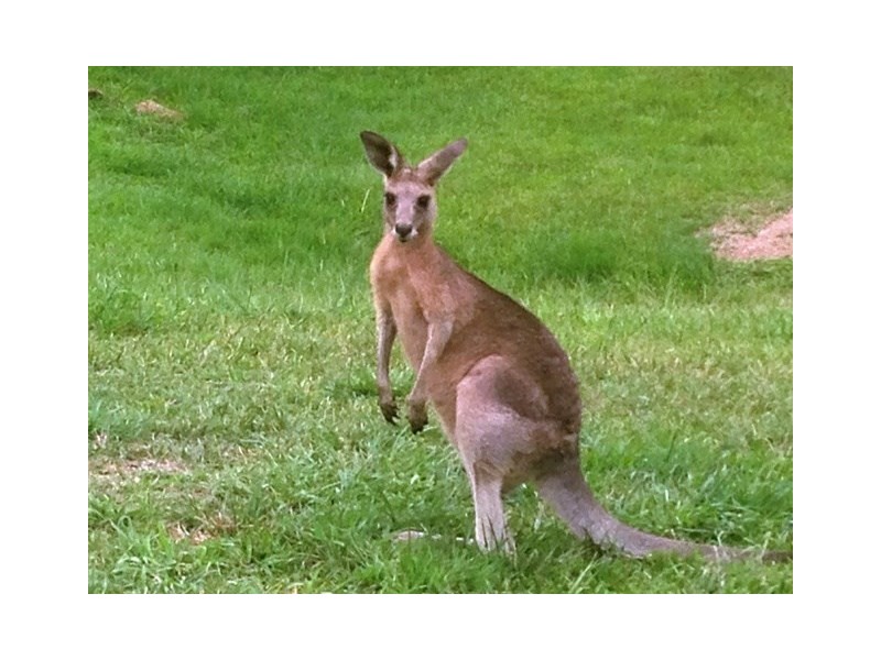 Lot 338 “The Highlands” Currumbin Creek Road, Currumbin Valley QLD 4223