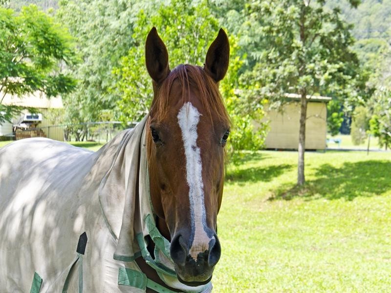 1012 Tallebudgera Creek Road, Tallebudgera Valley QLD 4228