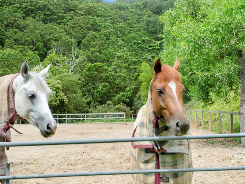 53 Rusty Court, Tallebudgera Valley QLD 4228