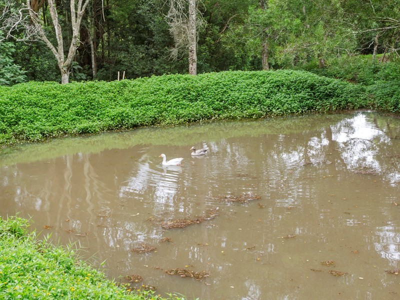 53 Rusty Court, Tallebudgera Valley QLD 4228