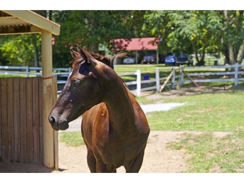 91 Petsch Creek Road, Tallebudgera Valley QLD 4228