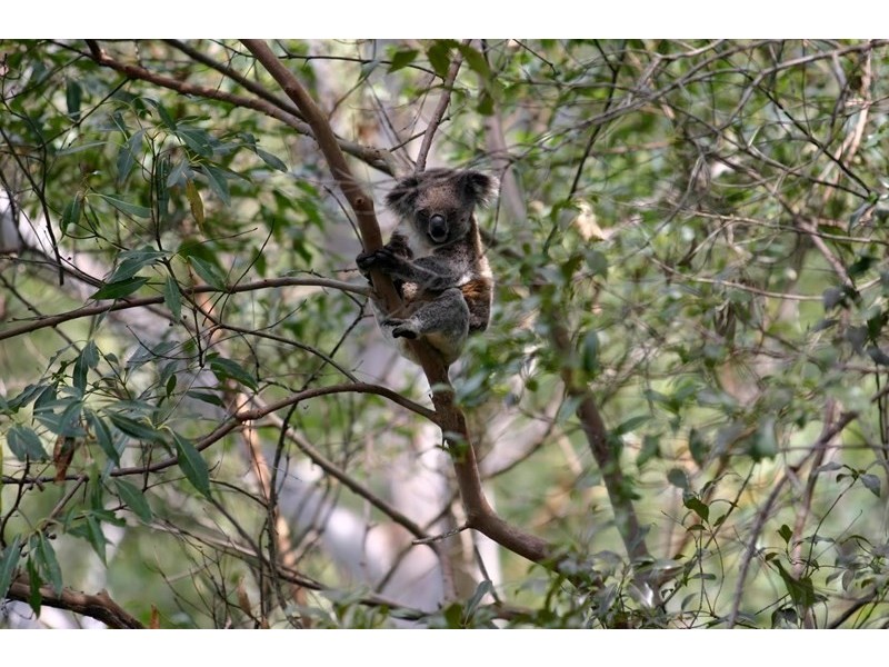 188-190 Guineas Creek Road, Currumbin Waters QLD 4223