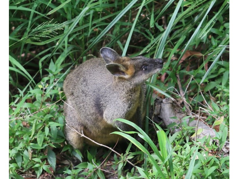 188-190 Guineas Creek Road, Currumbin Waters QLD 4223