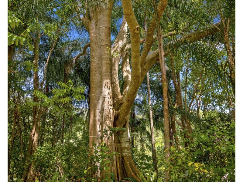 6 Fresco Court, Tallebudgera Valley QLD 4228