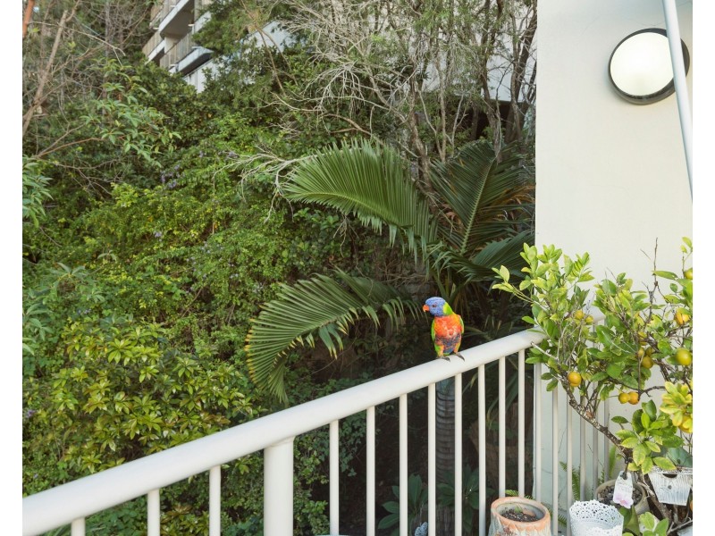 4/9 Dandaloo Drive, Currumbin QLD 4223