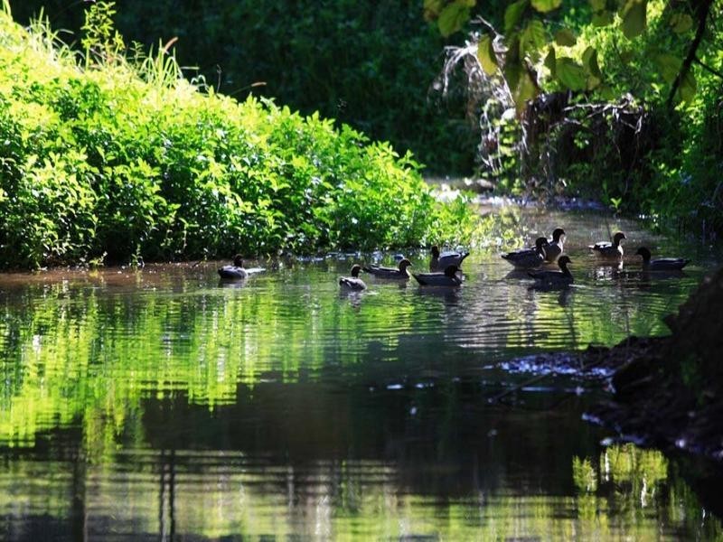 472 Tallebudgera Creek Road, Tallebudgera Valley QLD 4228