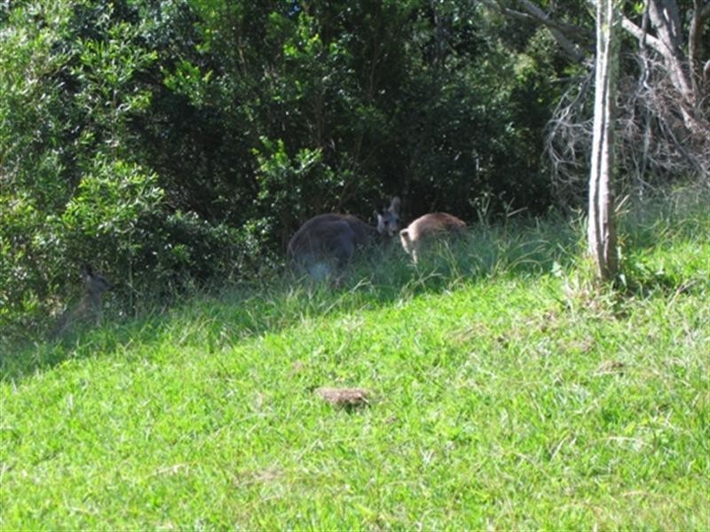 5 Mango Lane, Currumbin Valley QLD 4223
