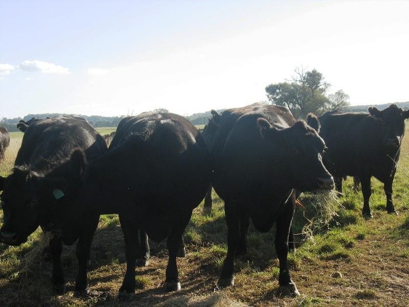 90 Black Range Road, Tumbarumba NSW 2653