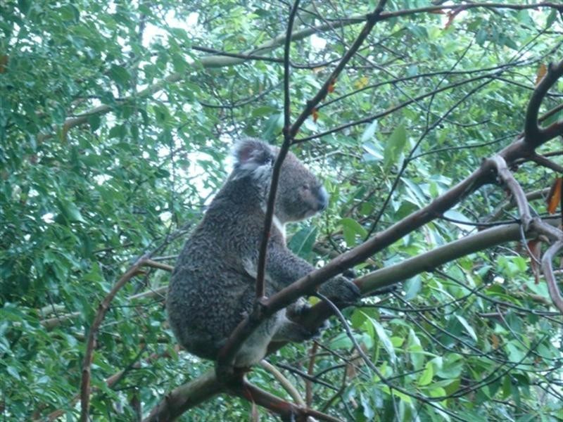 64 Doubleview Drive, Elanora QLD 4221