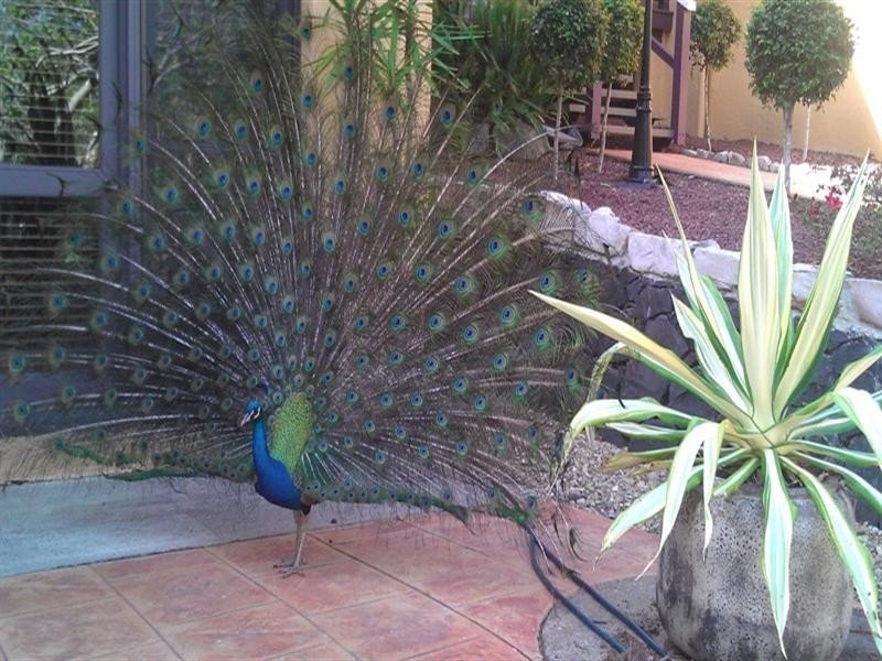 11 Joanne Court, Currumbin Valley QLD 4223