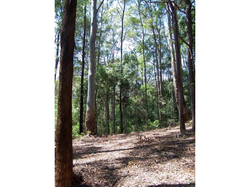 446 Tomewin Mountain Road, Currumbin Valley QLD 4223