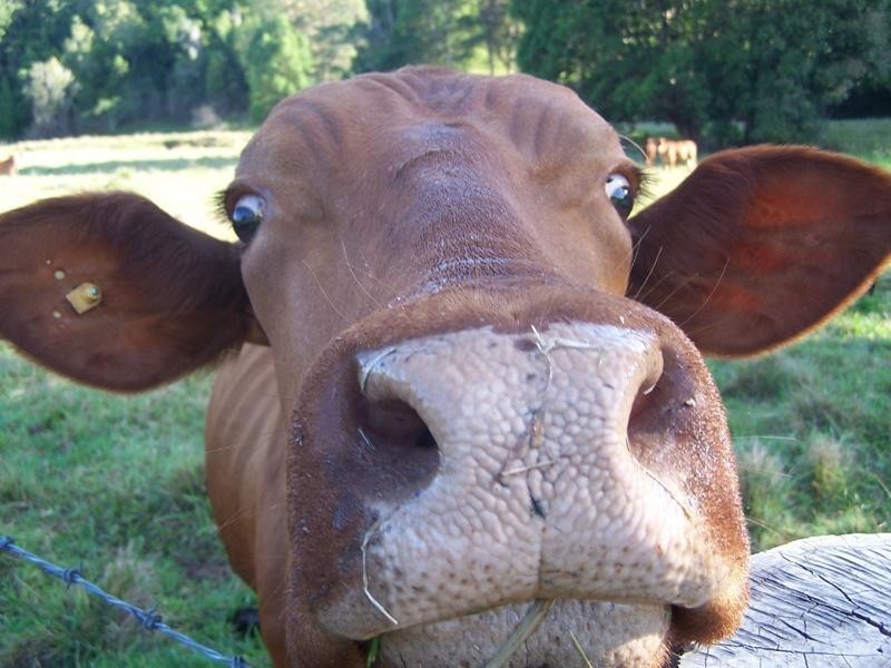 128 Syndicate Road, Tallebudgera Valley QLD 4228