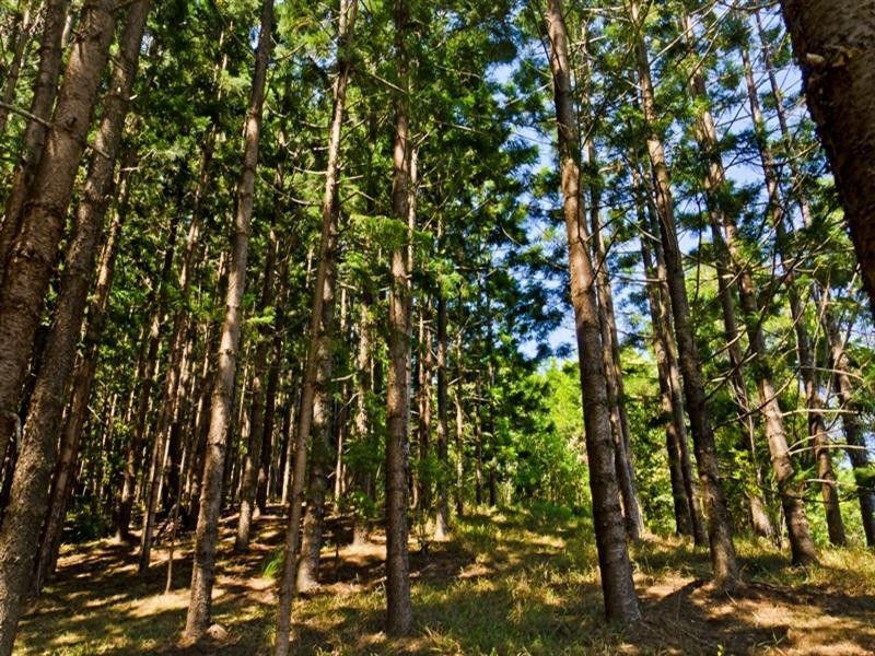 6 Mooligum Way, Currumbin Valley QLD 4223