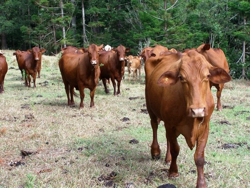 Lot 23 Syndicate Road, Tallebudgera Valley QLD 4228