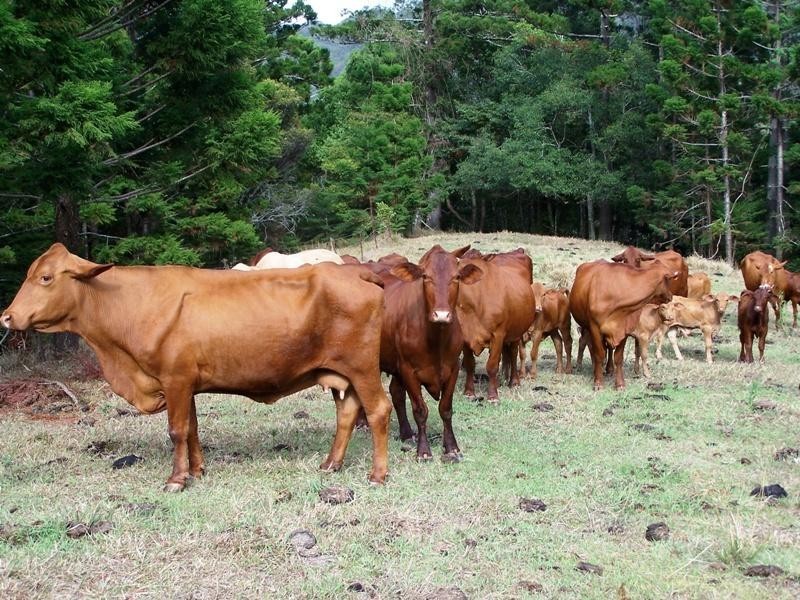 Lot 23 Syndicate Road, Tallebudgera Valley QLD 4228