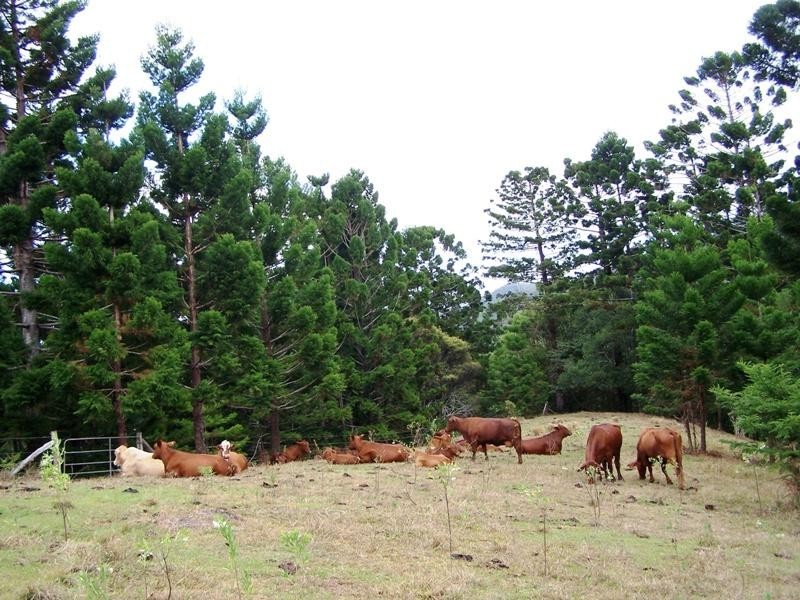 Lot 23 Syndicate Road, Tallebudgera Valley QLD 4228