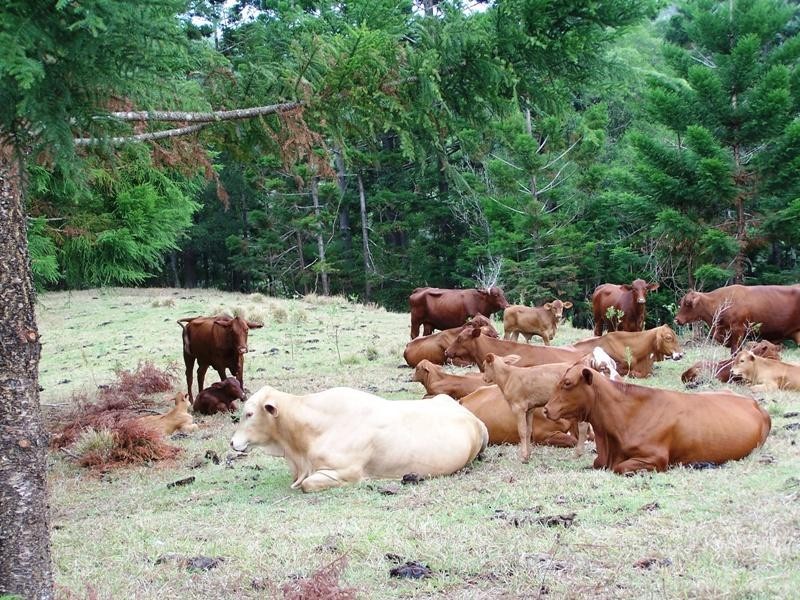 Lot 23 Syndicate Road, Tallebudgera Valley QLD 4228