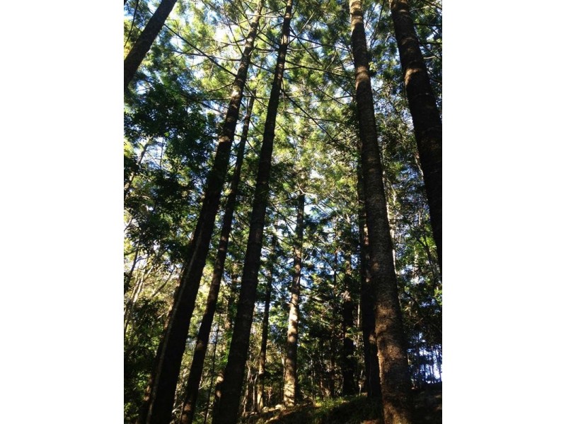 Lot 23 Syndicate Road, Tallebudgera Valley QLD 4228