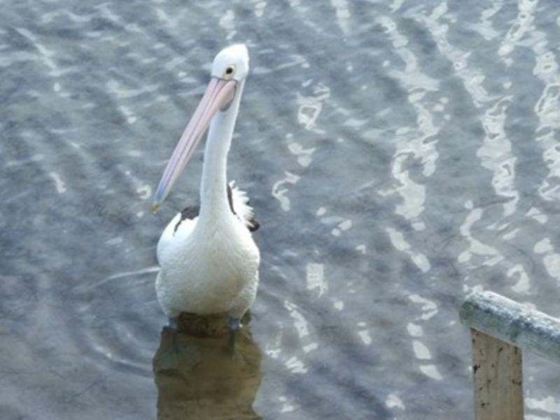Burrill Lake NSW 2539