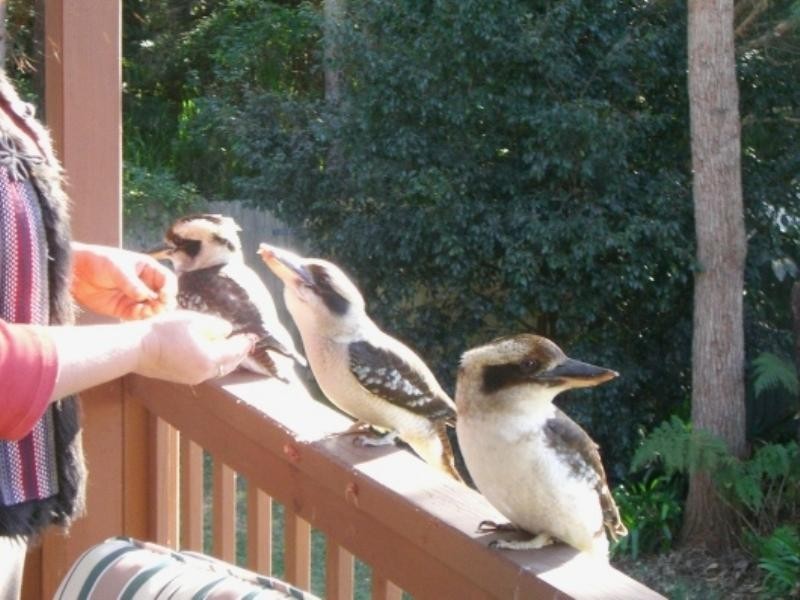 64 Ross Avenue, Narrawallee NSW 2539