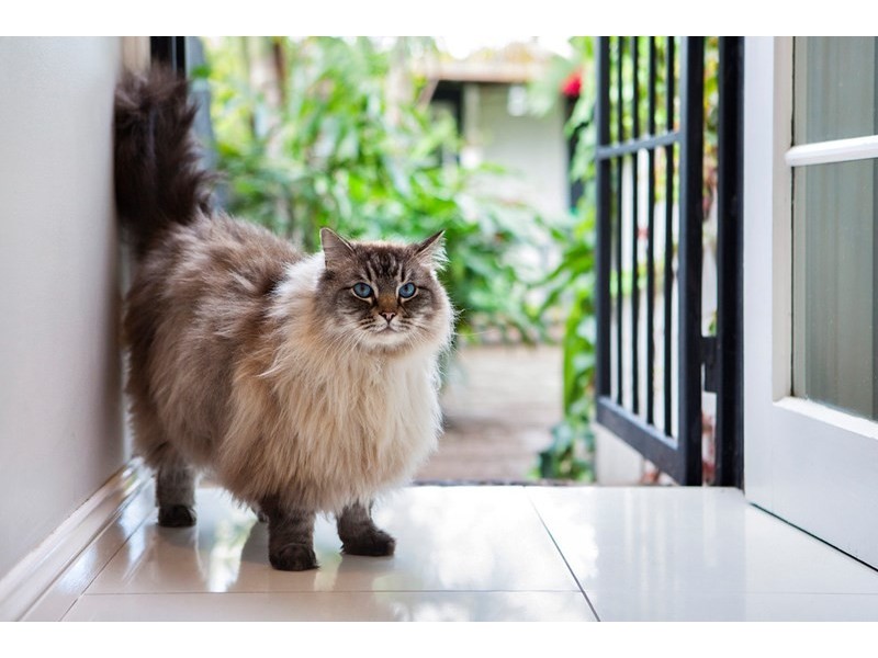 23 Sutherland Street, St Peters NSW 2044