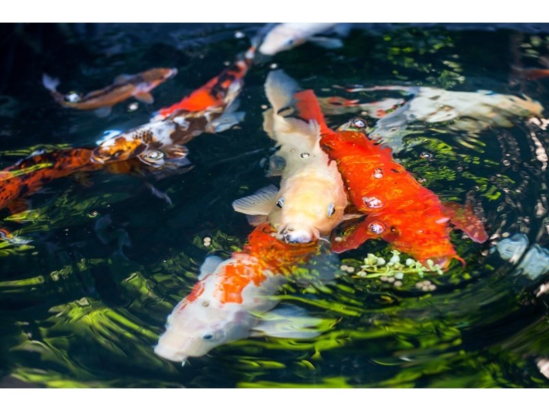 24 Tupper Street, Enmore NSW 2042