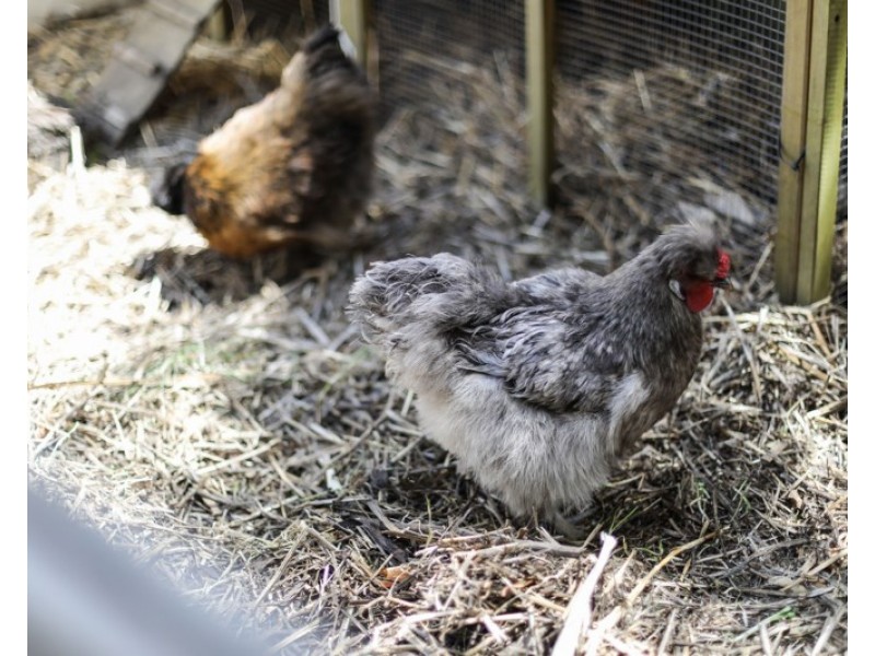 32 Crown Street, St Peters NSW 2044